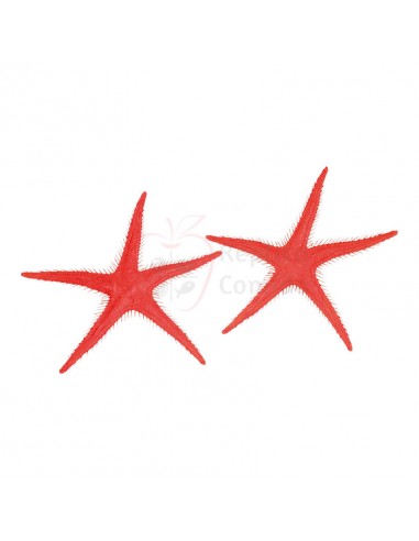 Réplica de Imitación Estrellas de mar Ø 25cm